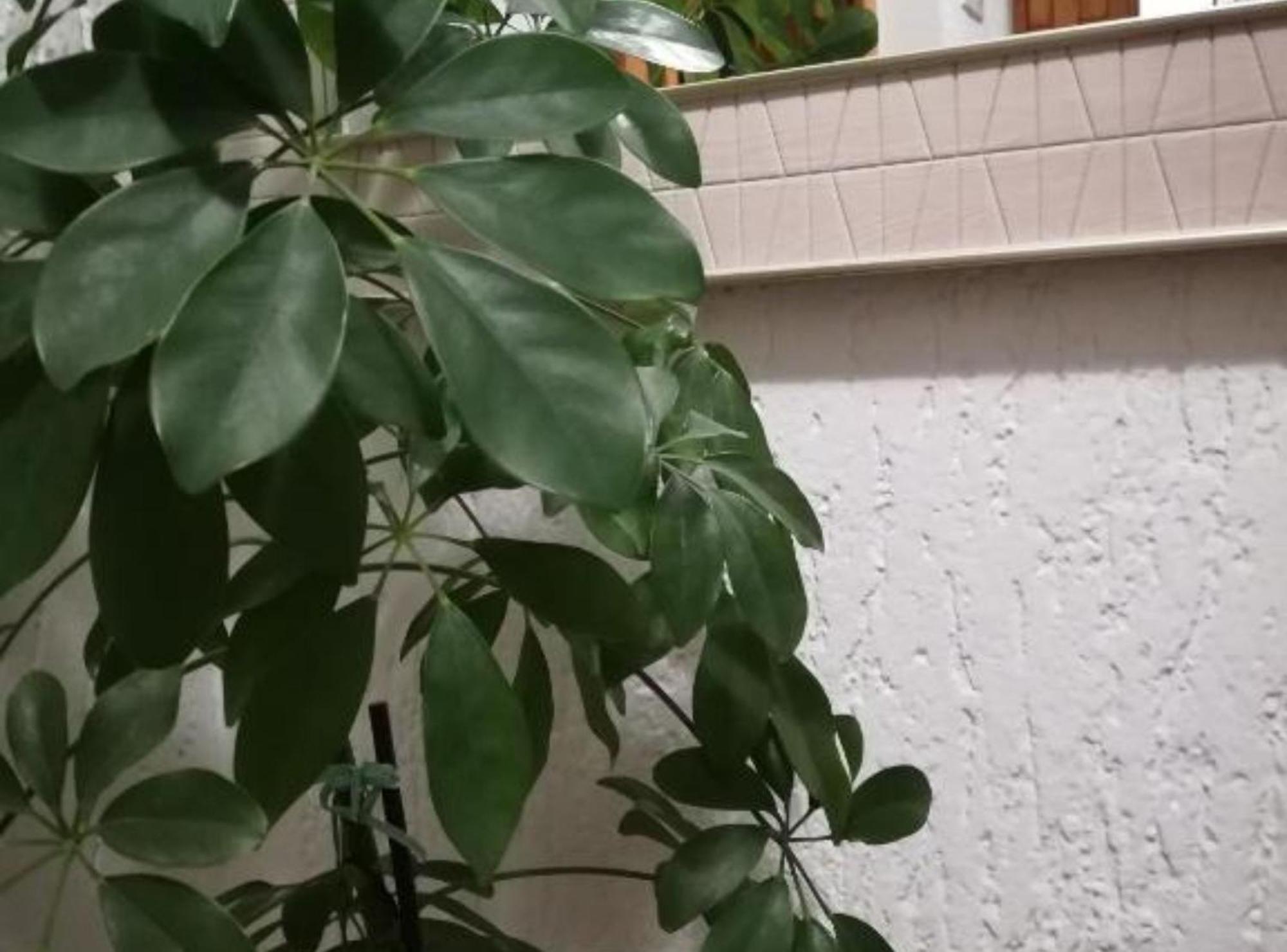 Apartman Olymp Osijek-Garaza מראה חיצוני תמונה